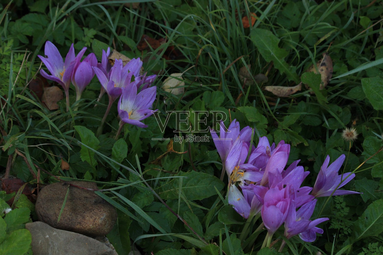 紫色的花。照片摄影图片