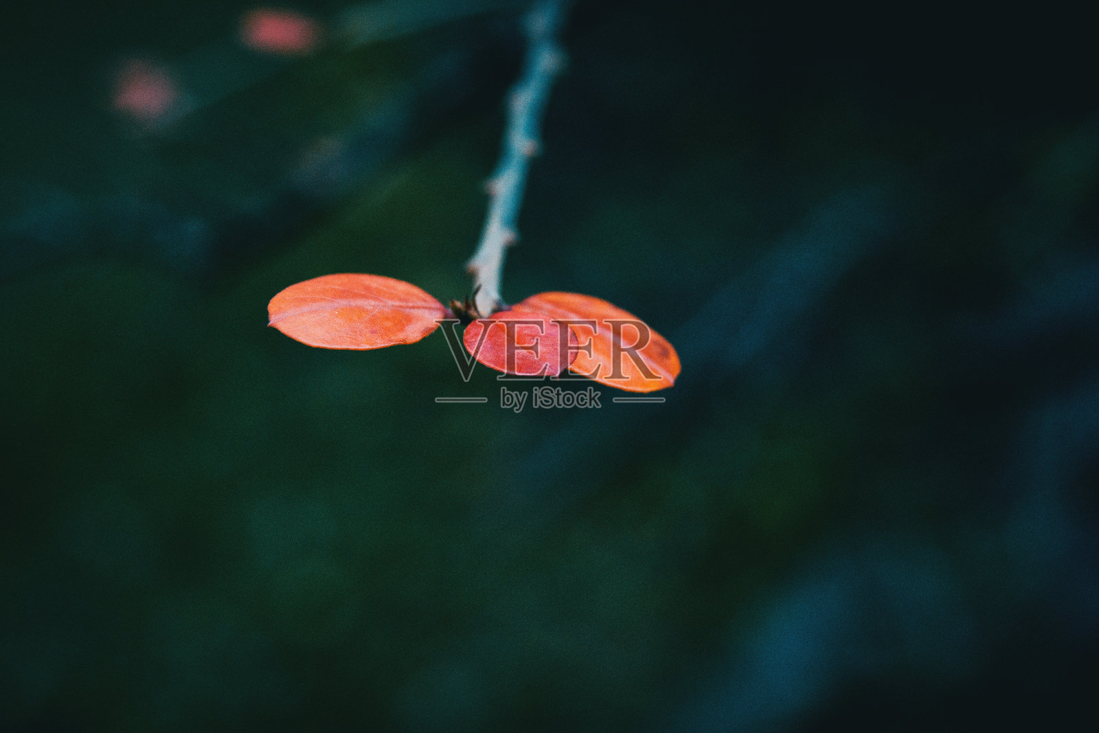 三个红色小檗叶子的特写照片摄影图片