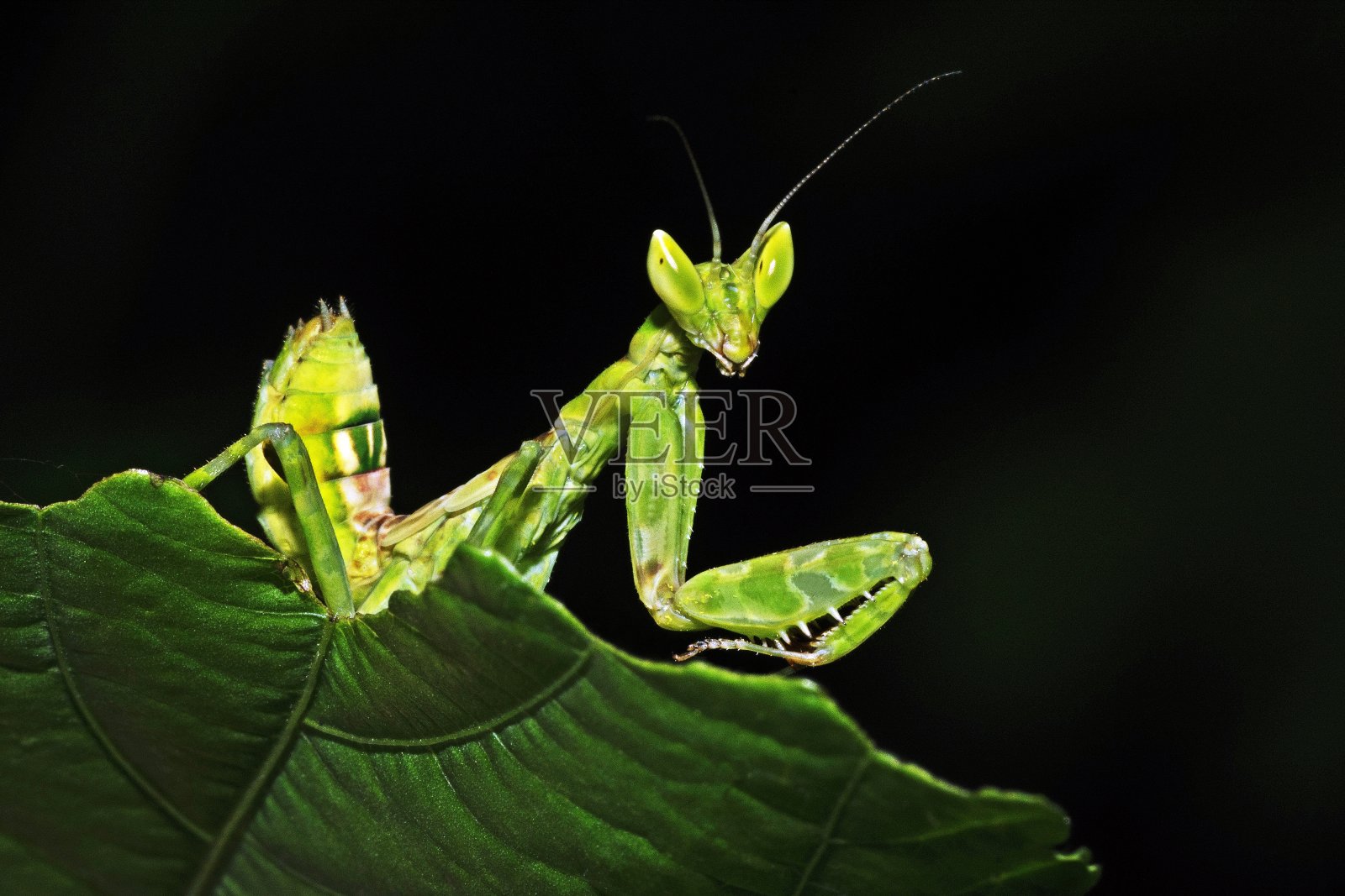 绿叶上的螳螂。照片摄影图片