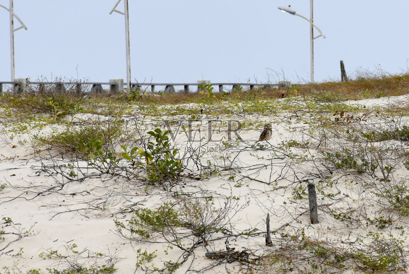 巢附近的穴居猫头鹰(Athene cucularia)照片摄影图片