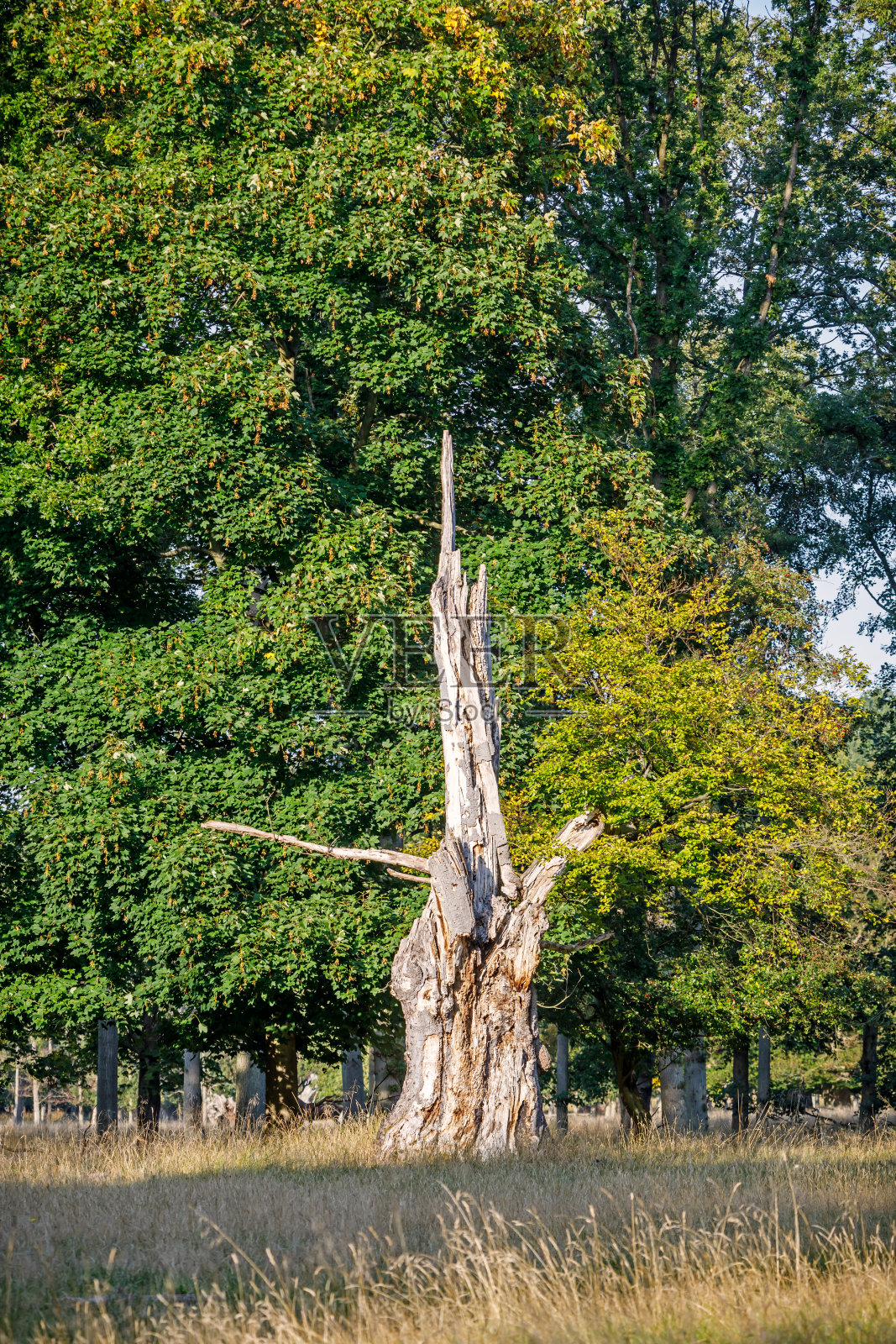 这是林中一棵倒下的树的树干照片摄影图片