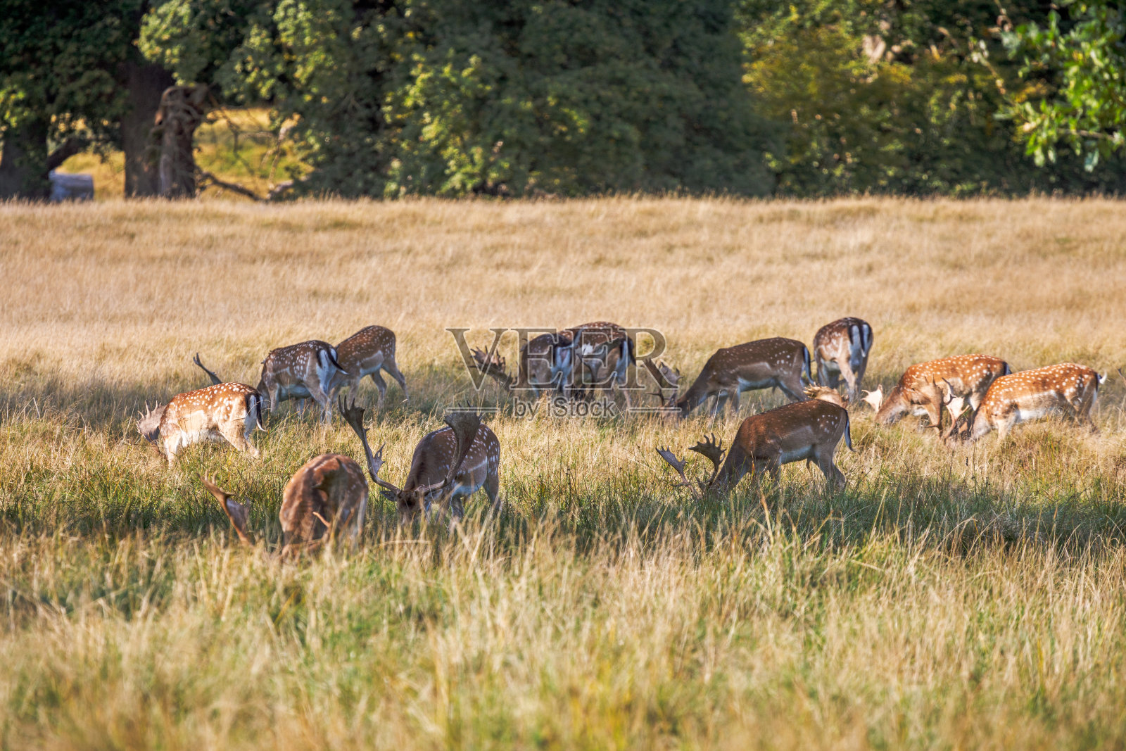 在一个阳光明媚的日子里，一群黇鹿躲在阴影里照片摄影图片