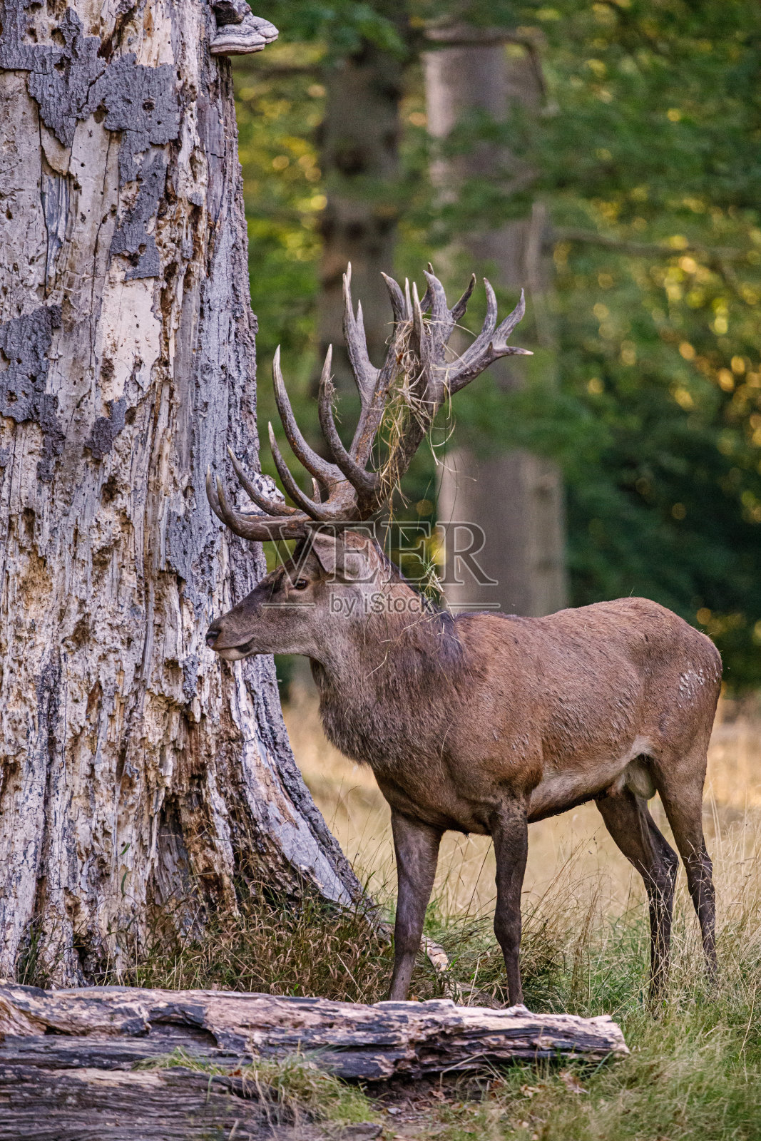 单雄马鹿照片摄影图片
