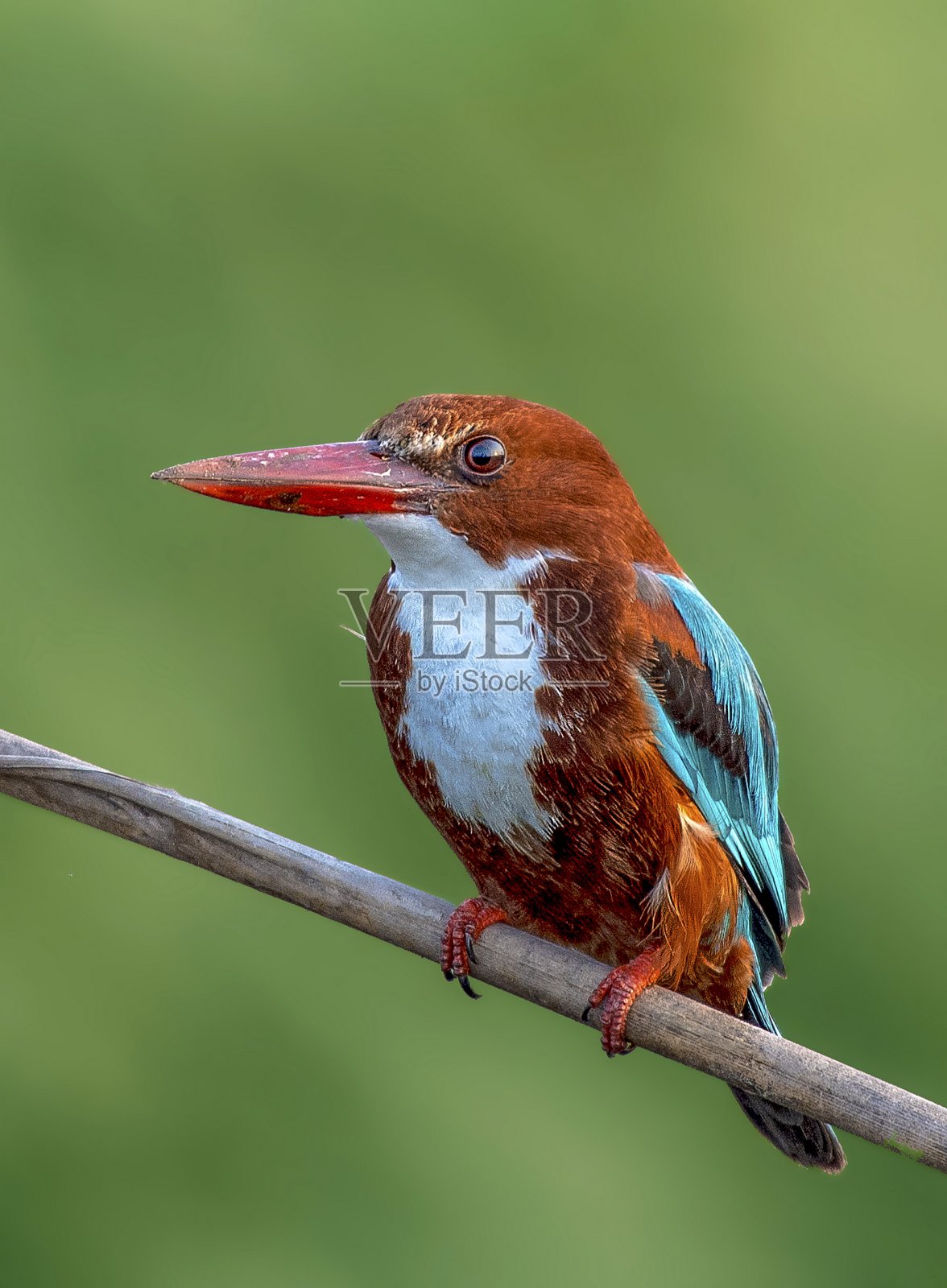 巴基斯坦的普通翠鸟或欧洲翠鸟照片摄影图片