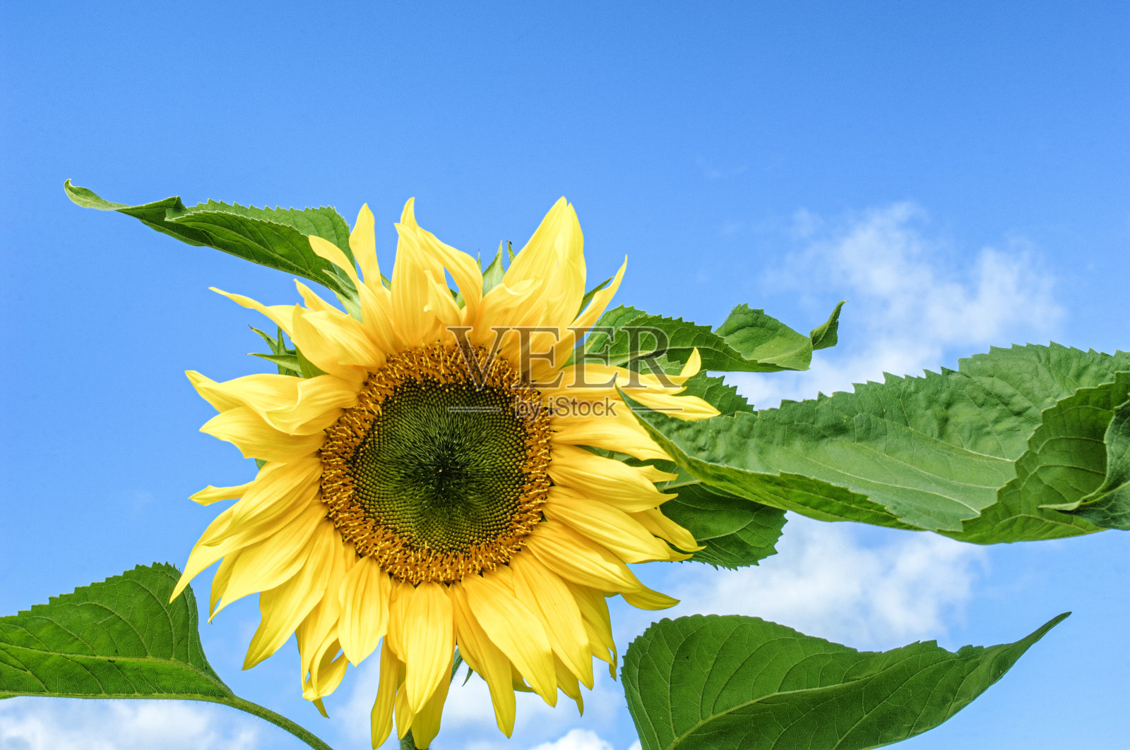 有机农场上巨大向日葵的特写照片摄影图片