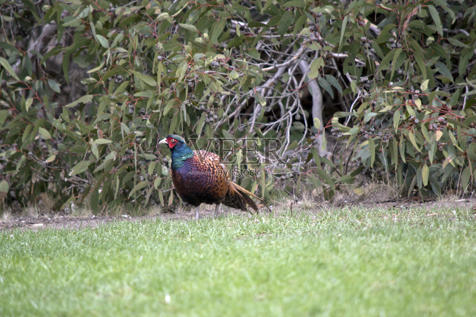 那只野鸡正在花园里散步照片摄影图片
