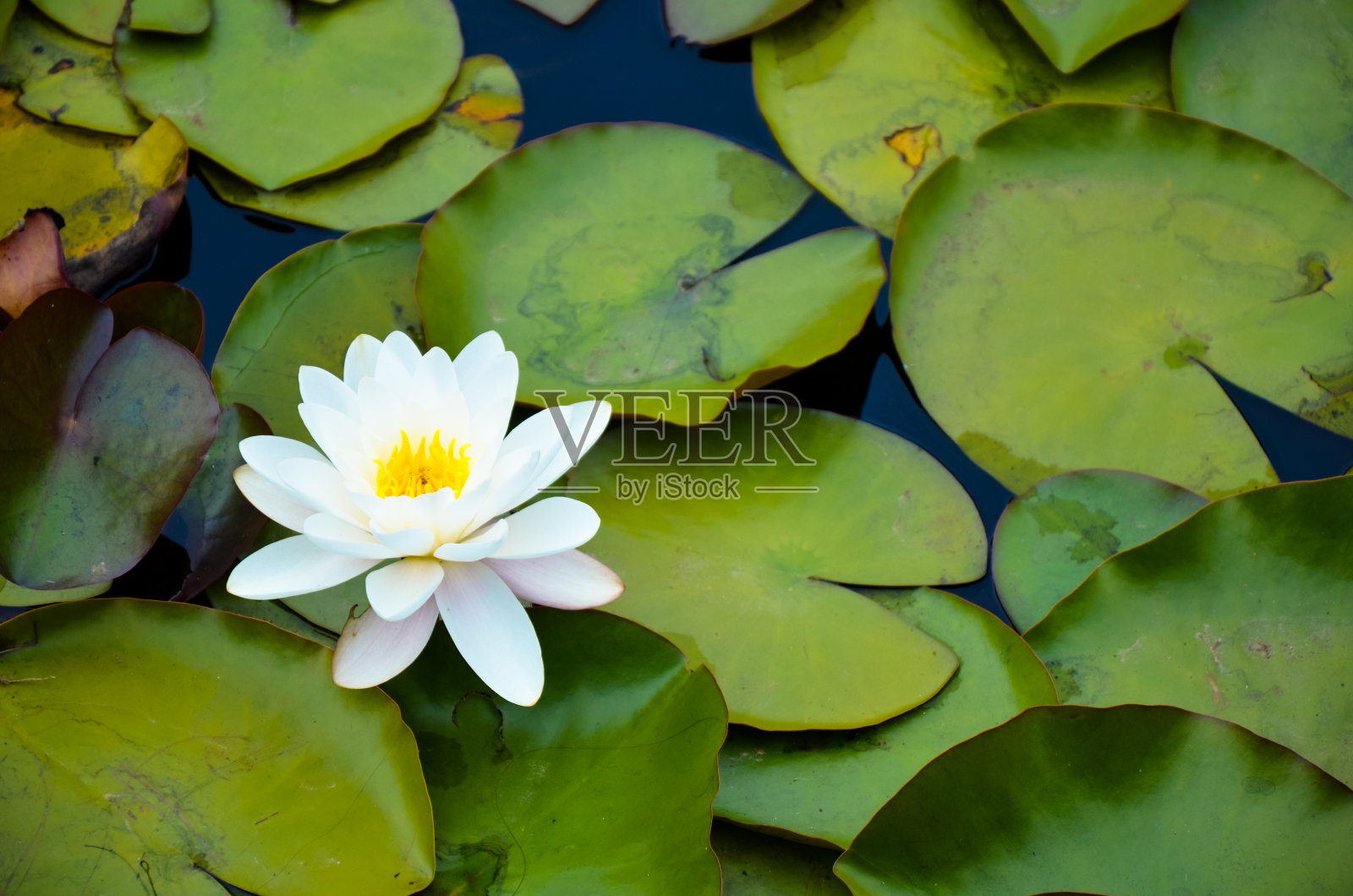 一个半开放的粉红色睡莲在一个被绿色的水叶子包围的池塘的特写照片摄影图片
