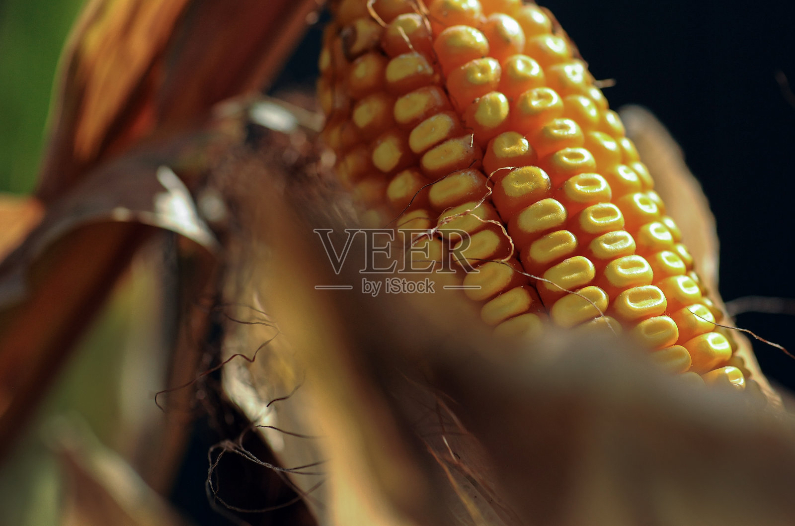 秋天的麦田里照片摄影图片
