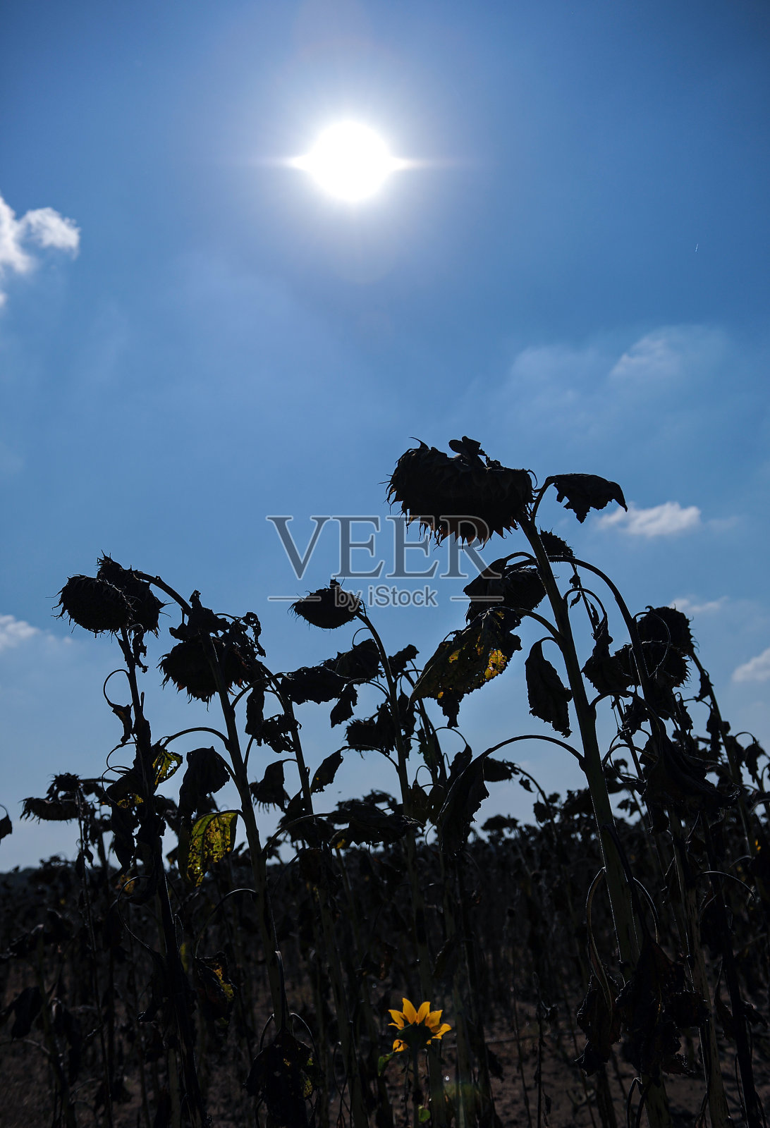 秋天的向日葵照片摄影图片