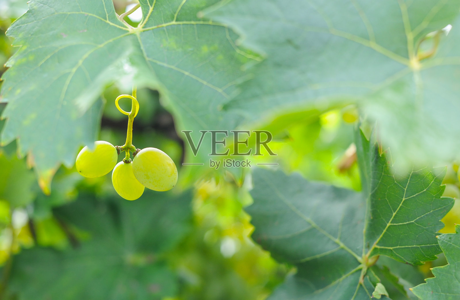 秋天的葡萄照片摄影图片