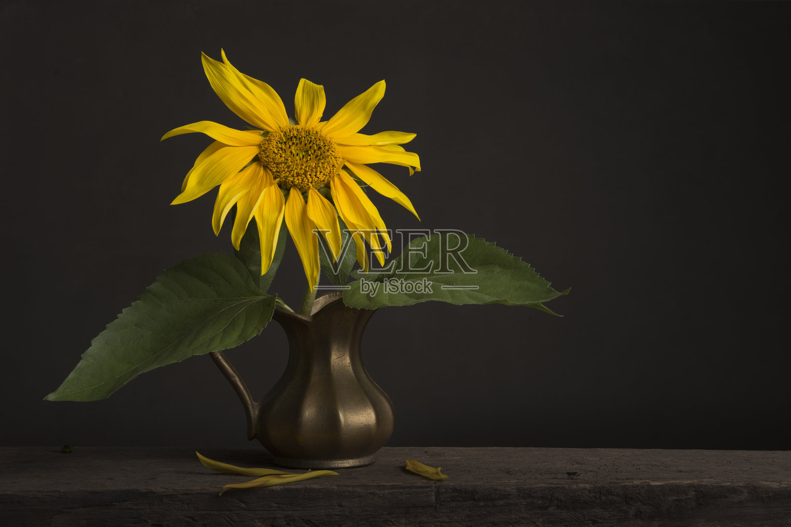 静物与枯萎的向日葵在一个金色的花瓶在古典美术形象照片摄影图片