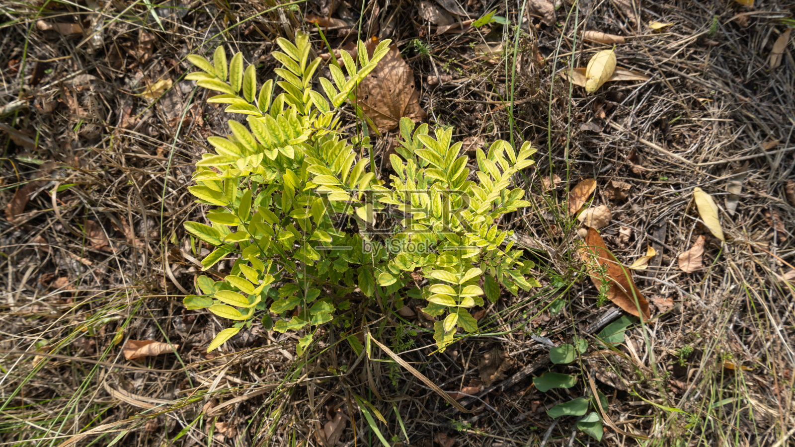 绿色的灌木在干燥的秋天草近照片摄影图片