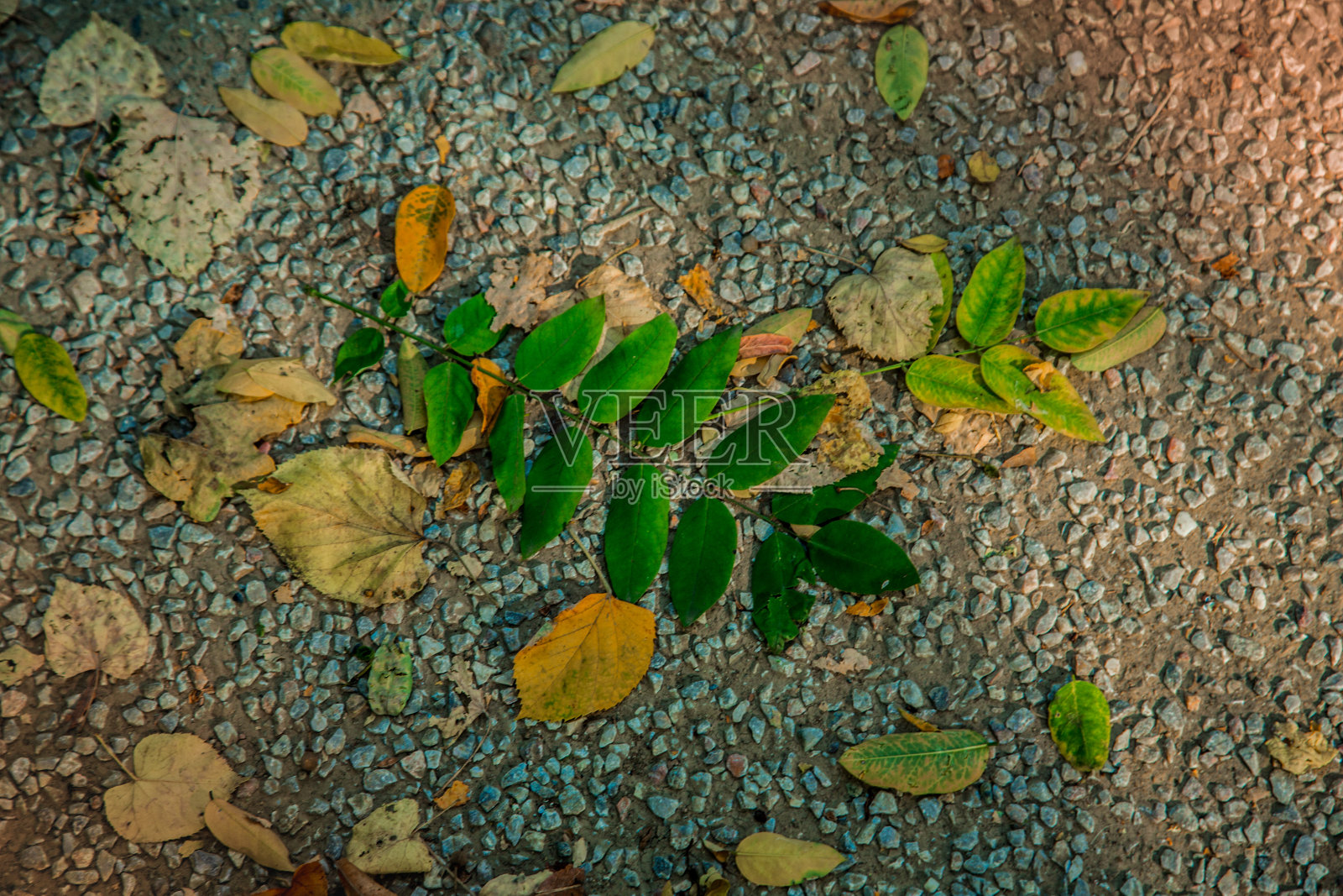 秋叶背景照片摄影图片