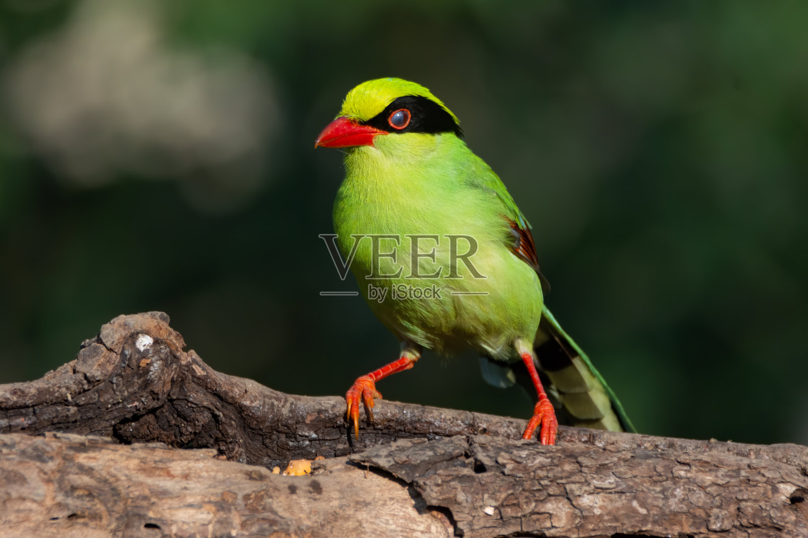 一只普通的绿喜鹊栖息在树枝上照片摄影图片
