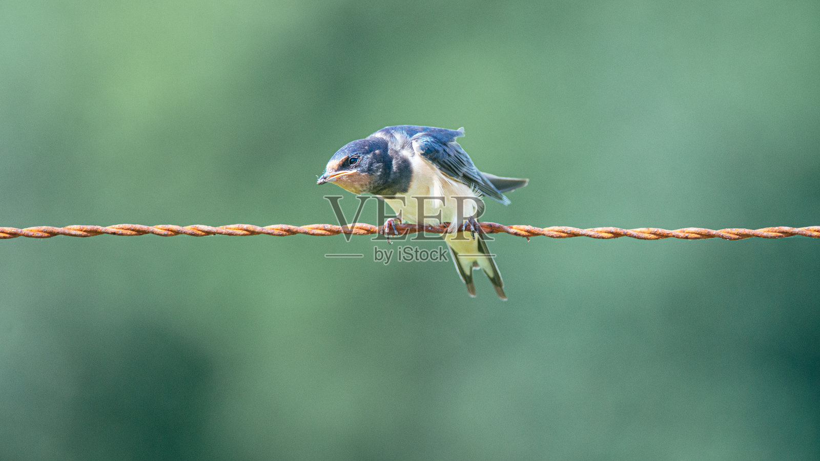 在农田围栏的铁丝上燕子，燕子等待着它的食物，荷兰弗里斯兰的自然保护区照片摄影图片