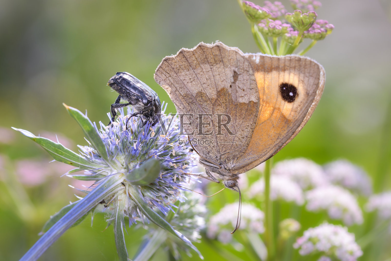 褐蝶-斑蝶，栖息在掌叶杏上照片摄影图片