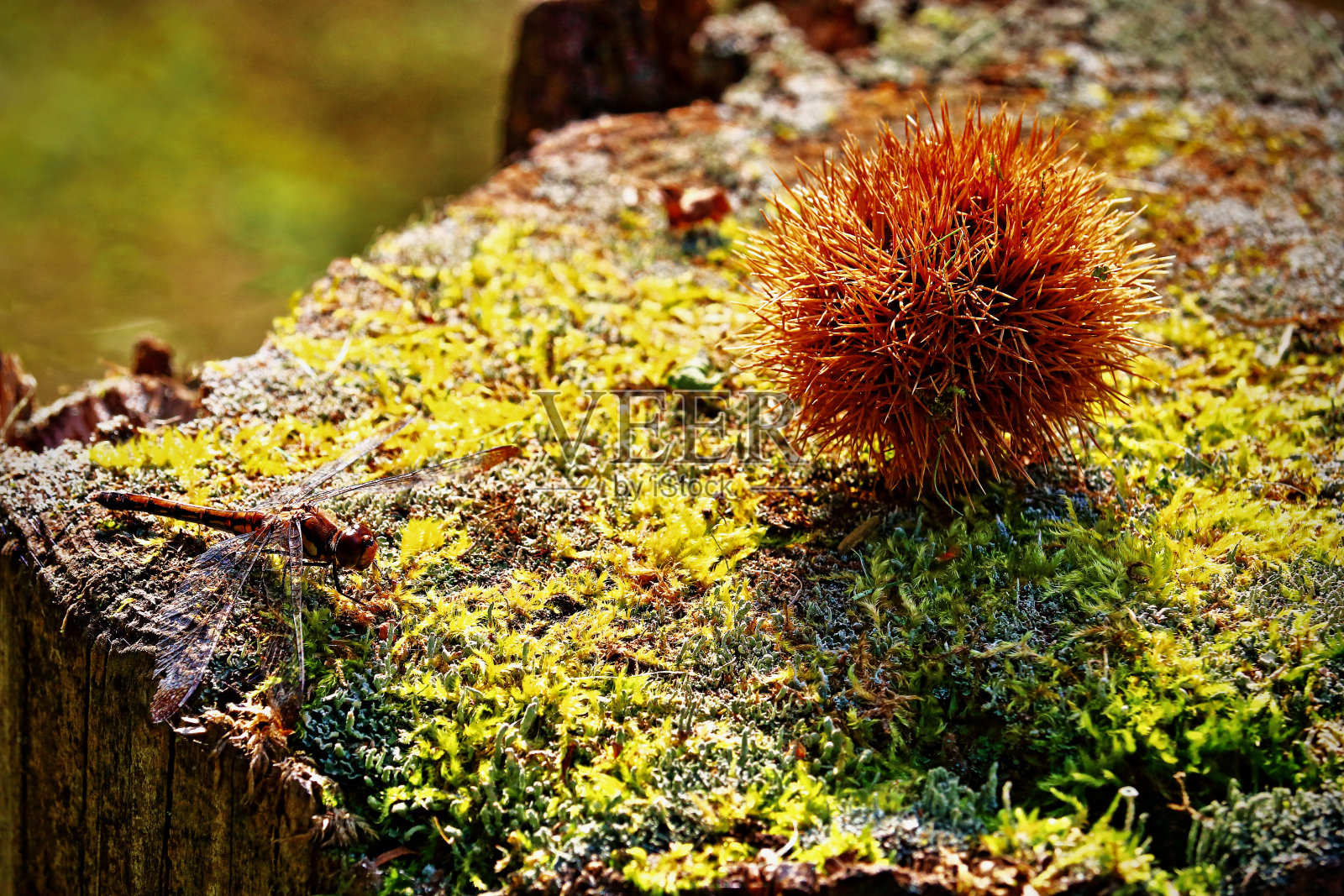 有刺的栗子和蜻蜓照片摄影图片