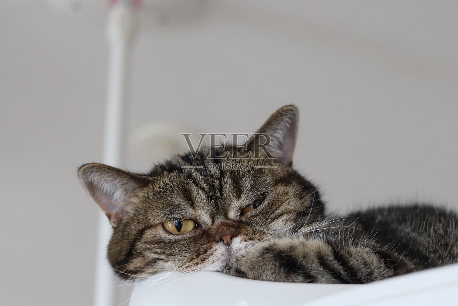 疲倦的美国短毛猫。照片摄影图片