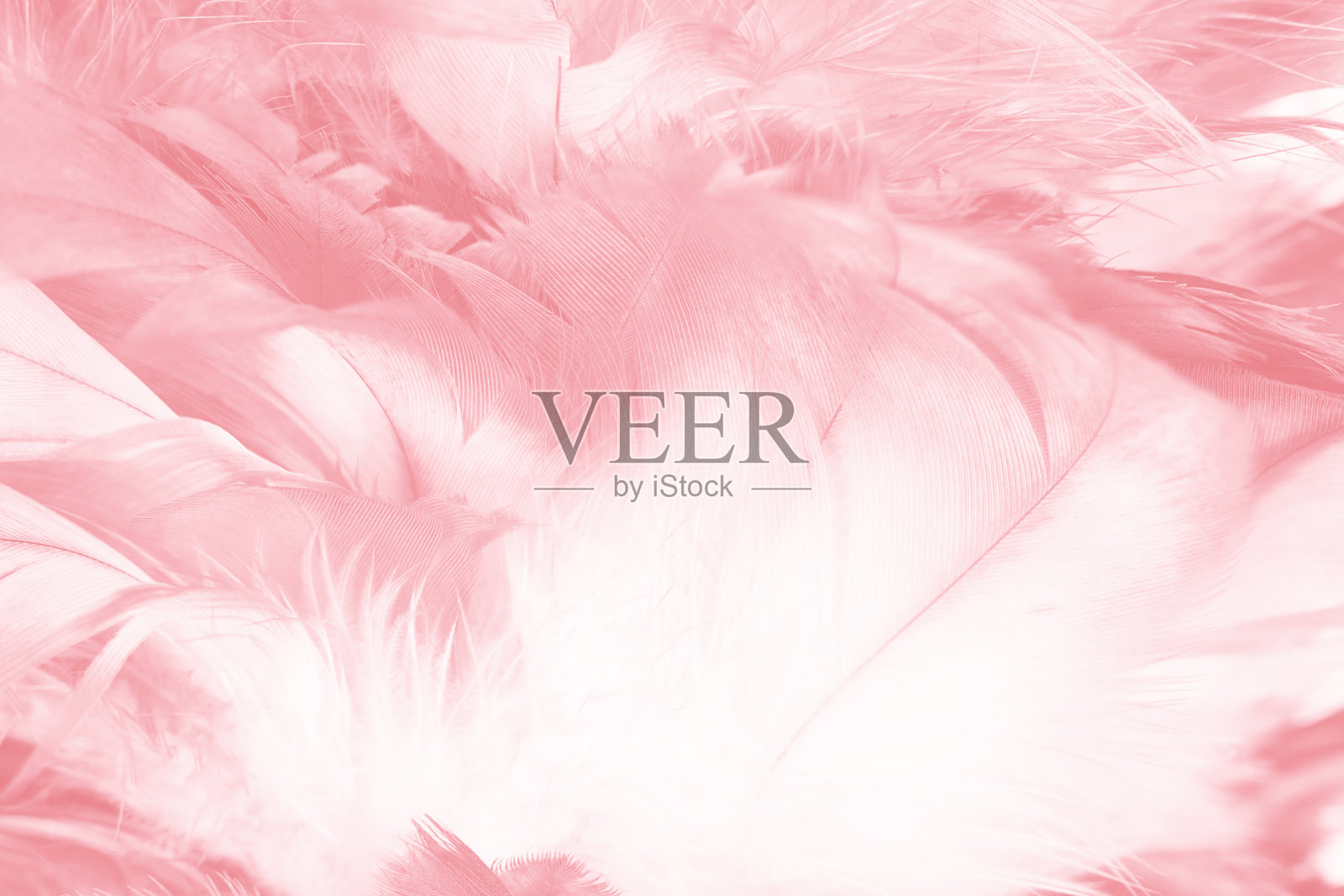 珊瑚粉复古色趋势羽毛纹理背景，空间自由照片摄影图片