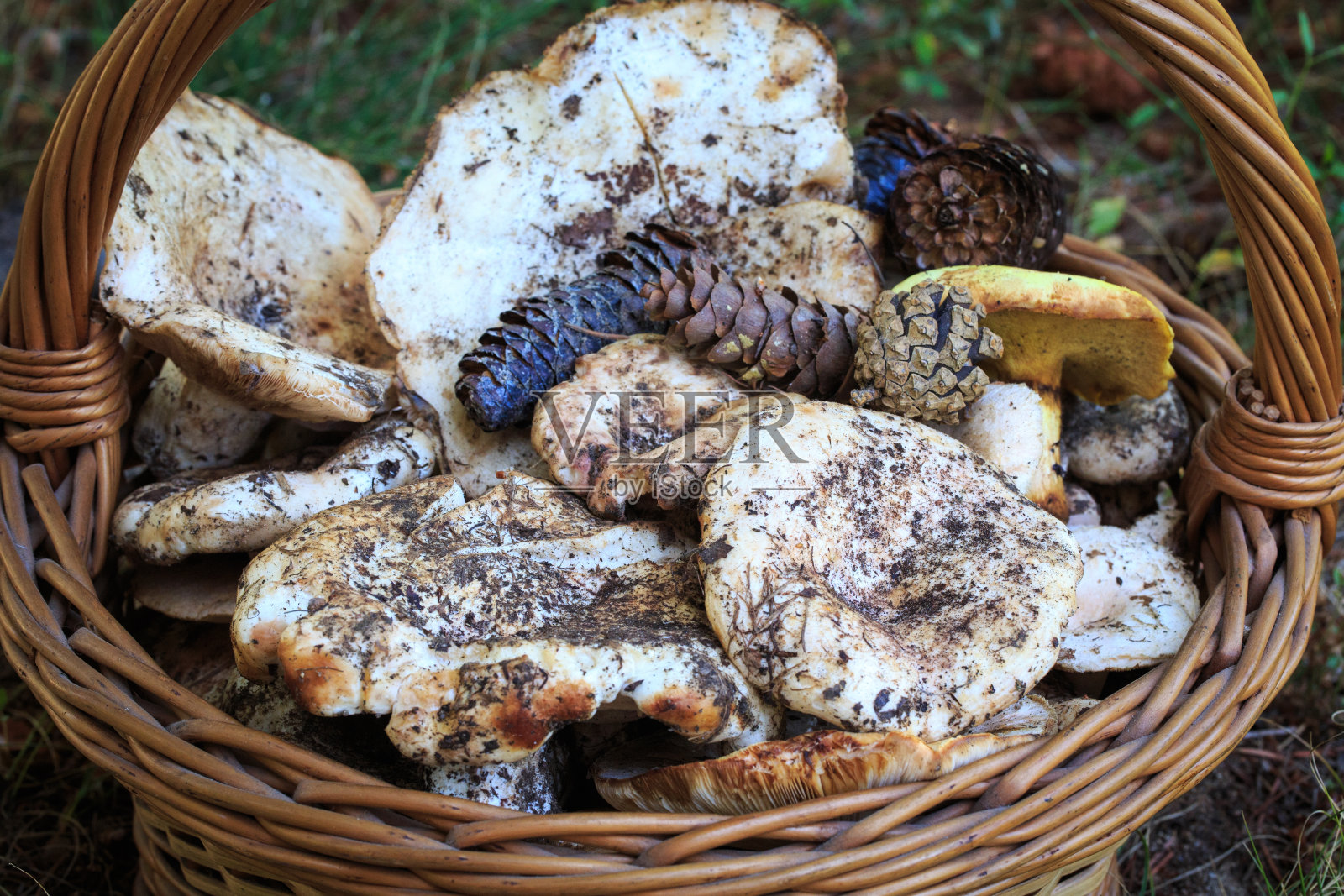 满满一篮秋天的蘑菇。天然有机食品。照片摄影图片
