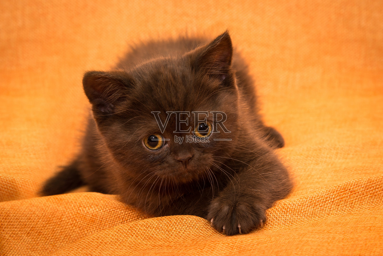 巧克力小猫在家。好玩的年轻的猫。照片摄影图片