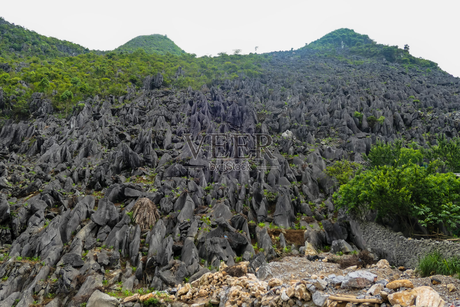 这是典型的越南春天的稻田景观照片摄影图片