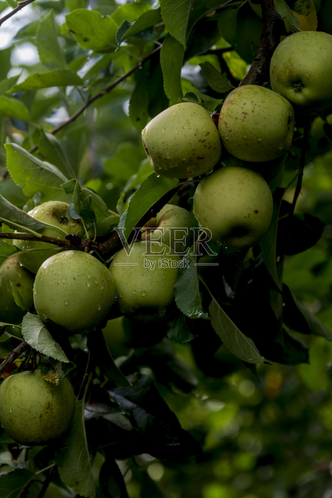 苹果园的树枝上挂着闪闪发光的美味苹果照片摄影图片