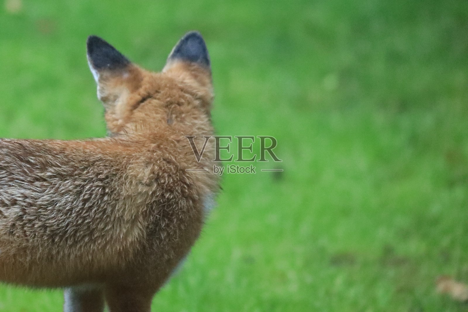 小红狐狸从后面看照片摄影图片