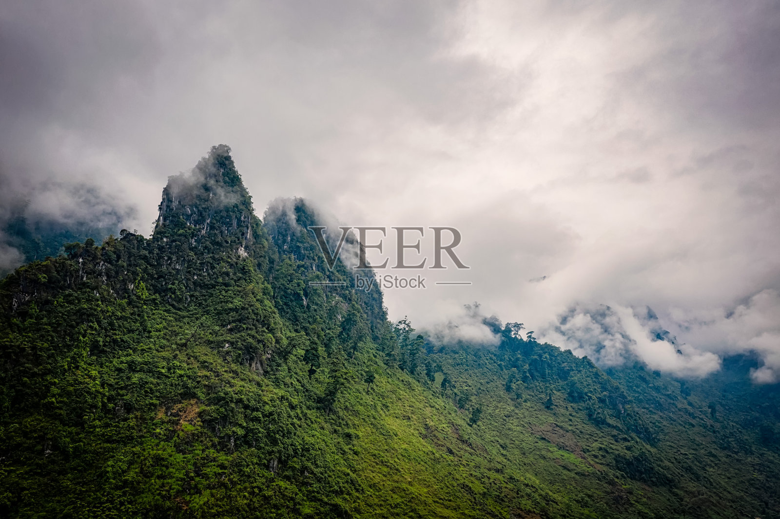 这是典型的越南春天的稻田景观照片摄影图片