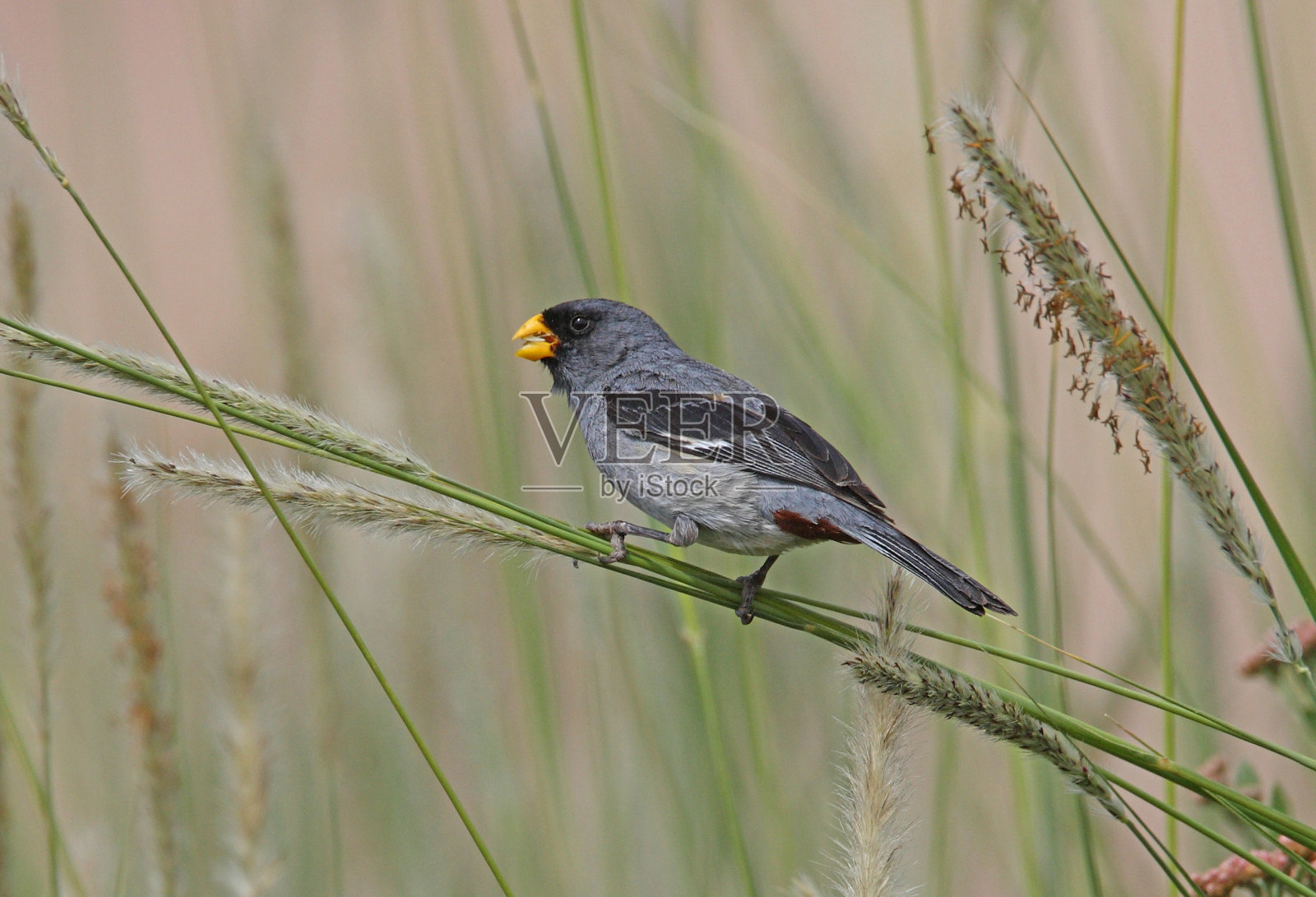 带Seed-eater照片摄影图片