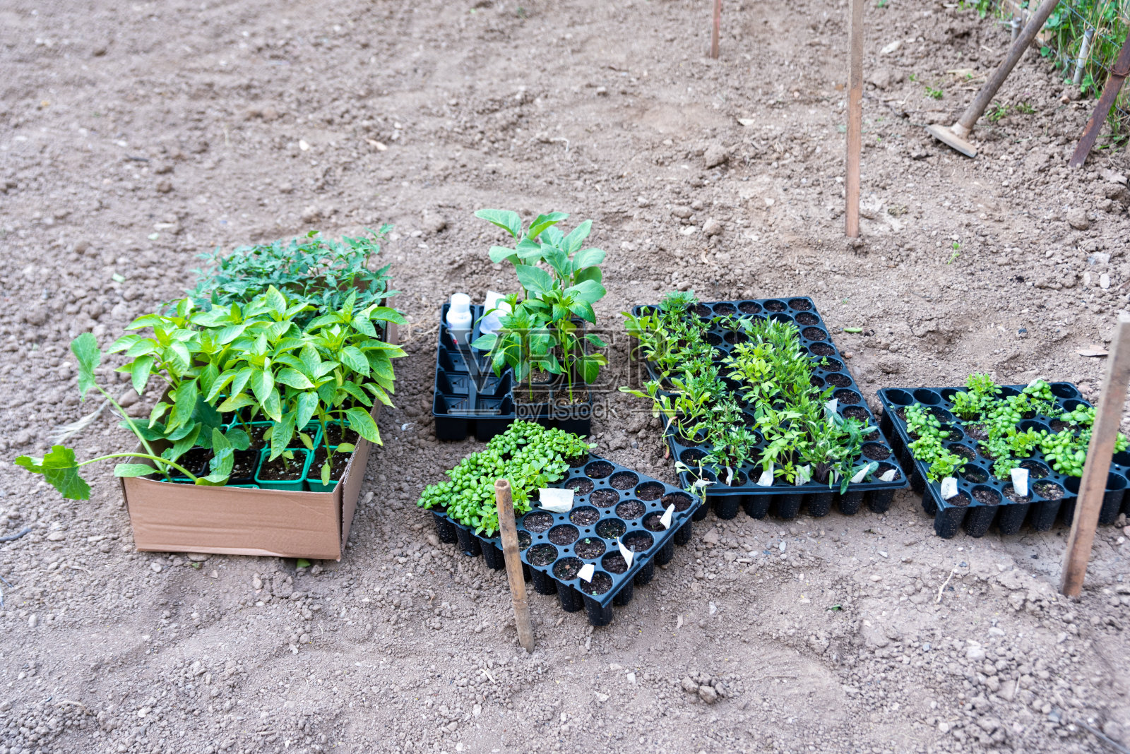 地里的植物从土壤中长出来照片摄影图片