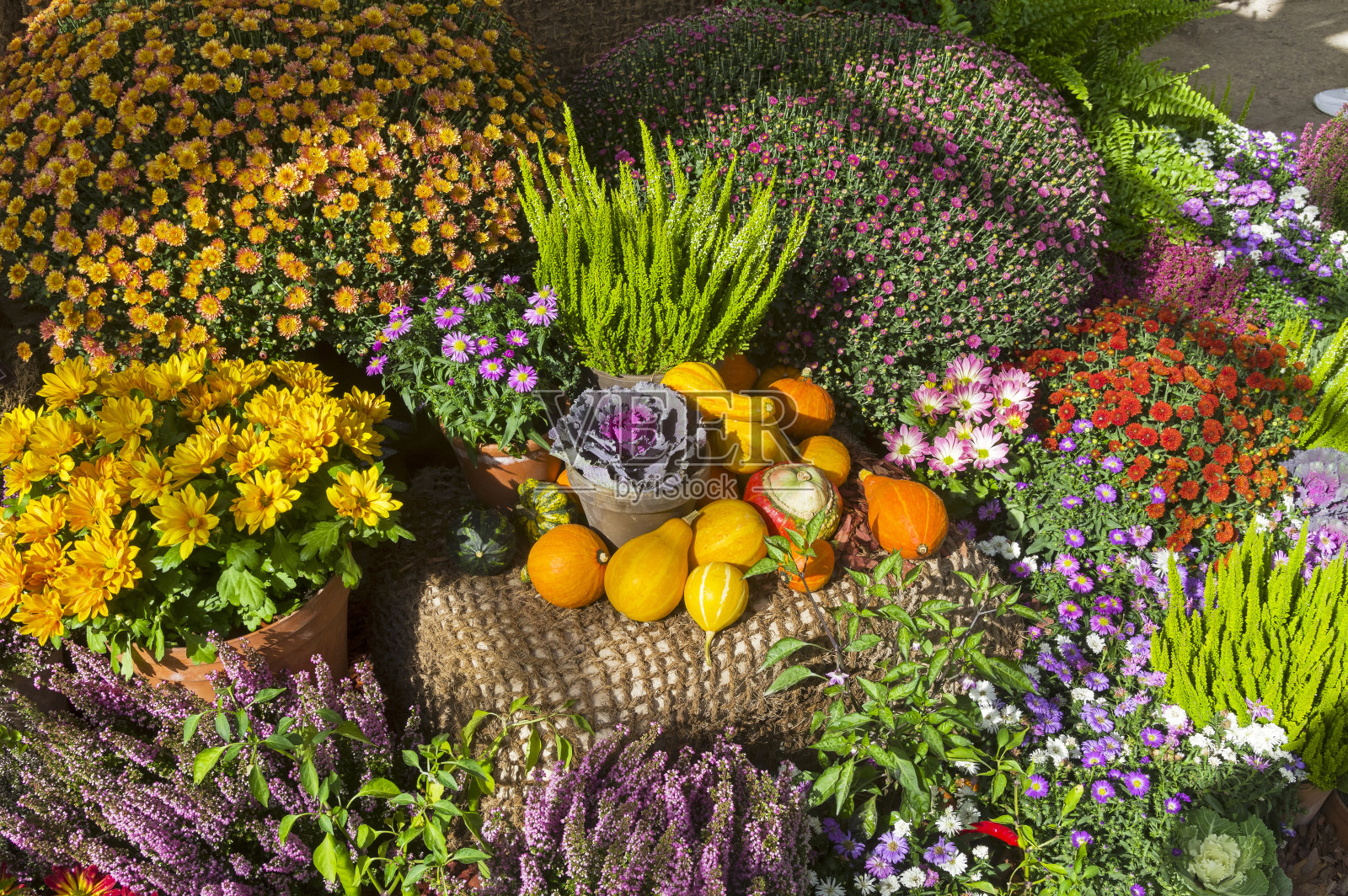 秋天组成的花和南瓜。照片摄影图片