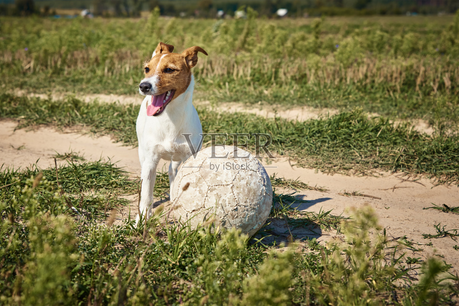 夏天的一天，快乐的狗在操场上玩球照片摄影图片