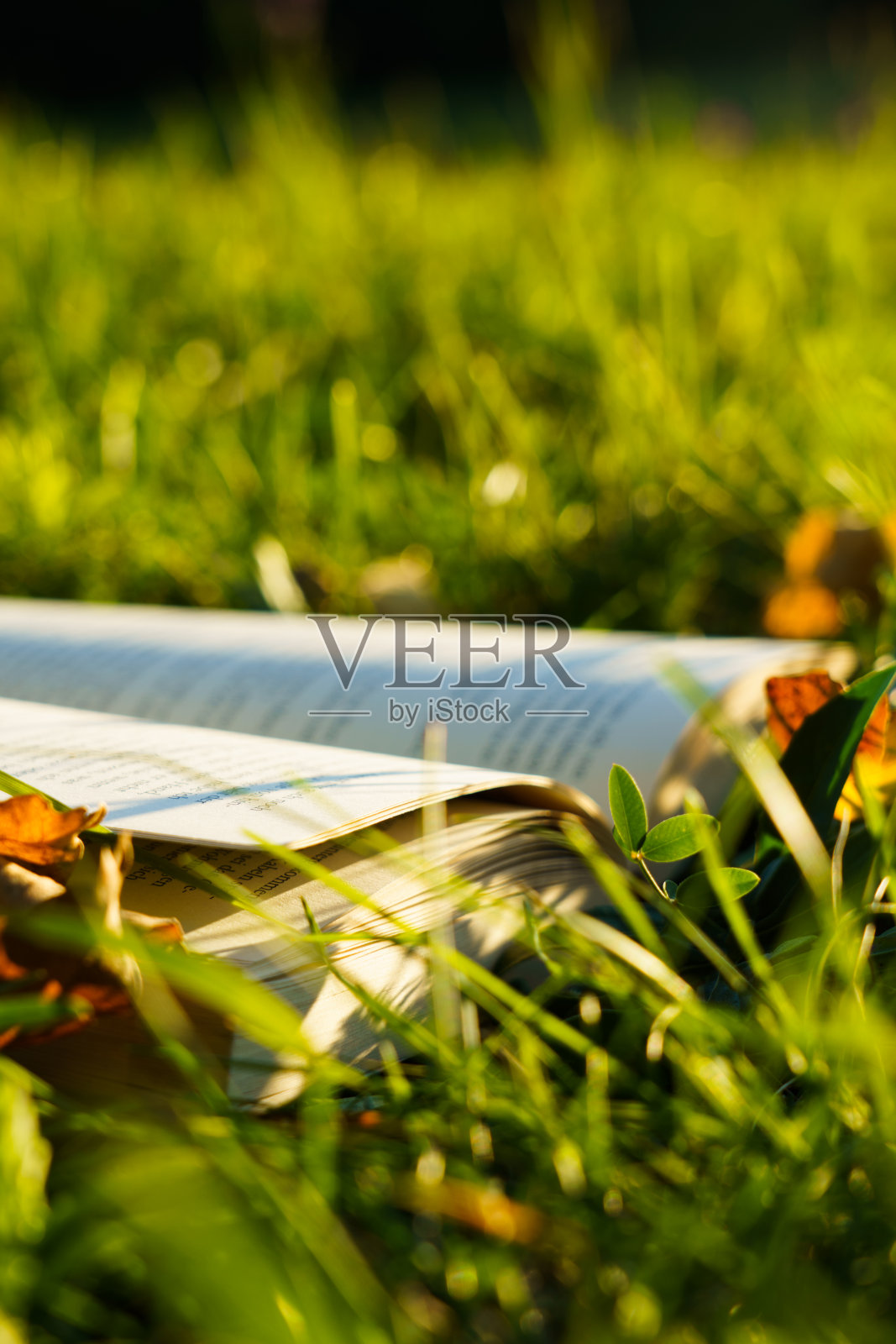自然环境中的书籍照片摄影图片