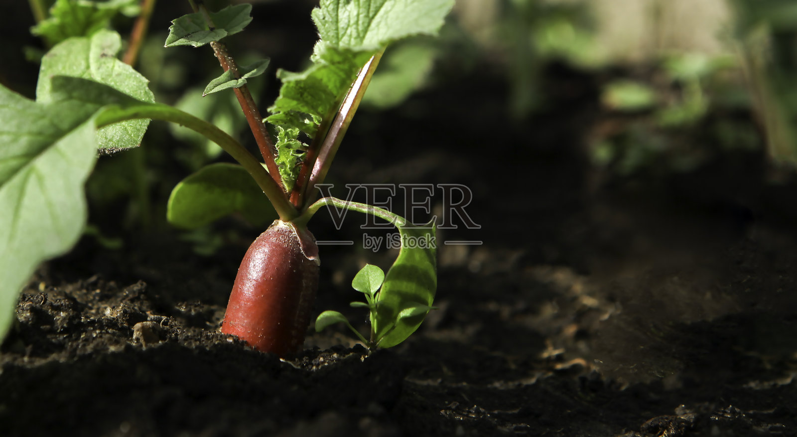 鲜红的萝卜从地里长出来，特写。照片摄影图片