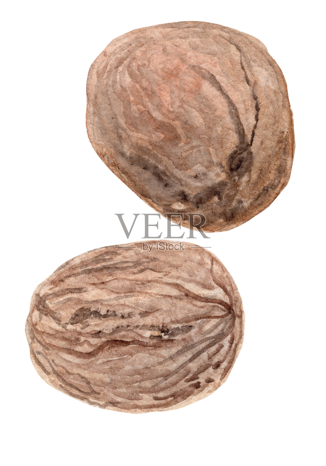 水彩手绘棕色胡桃孤立的白色背景插画图片素材