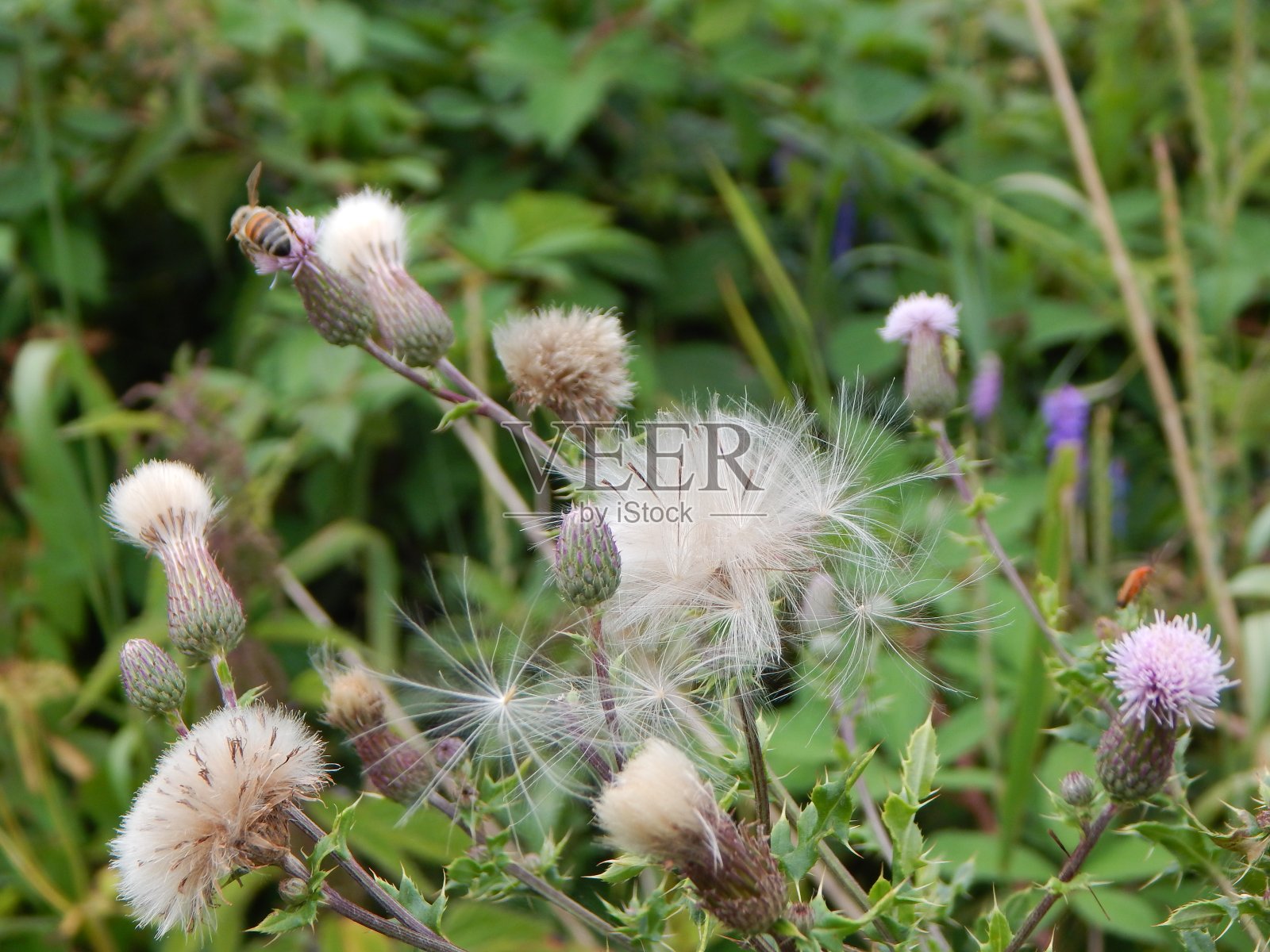 来自Talkau附近地区的自然摄影照片摄影图片