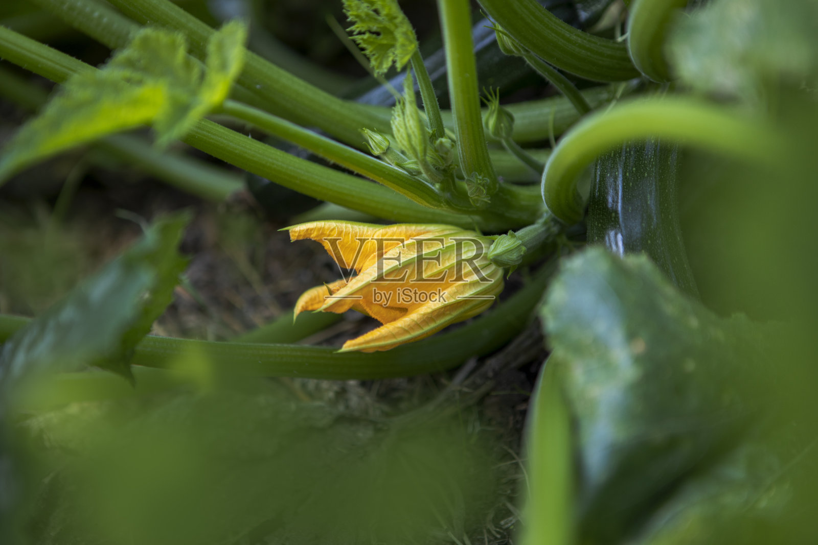 南瓜花照片摄影图片