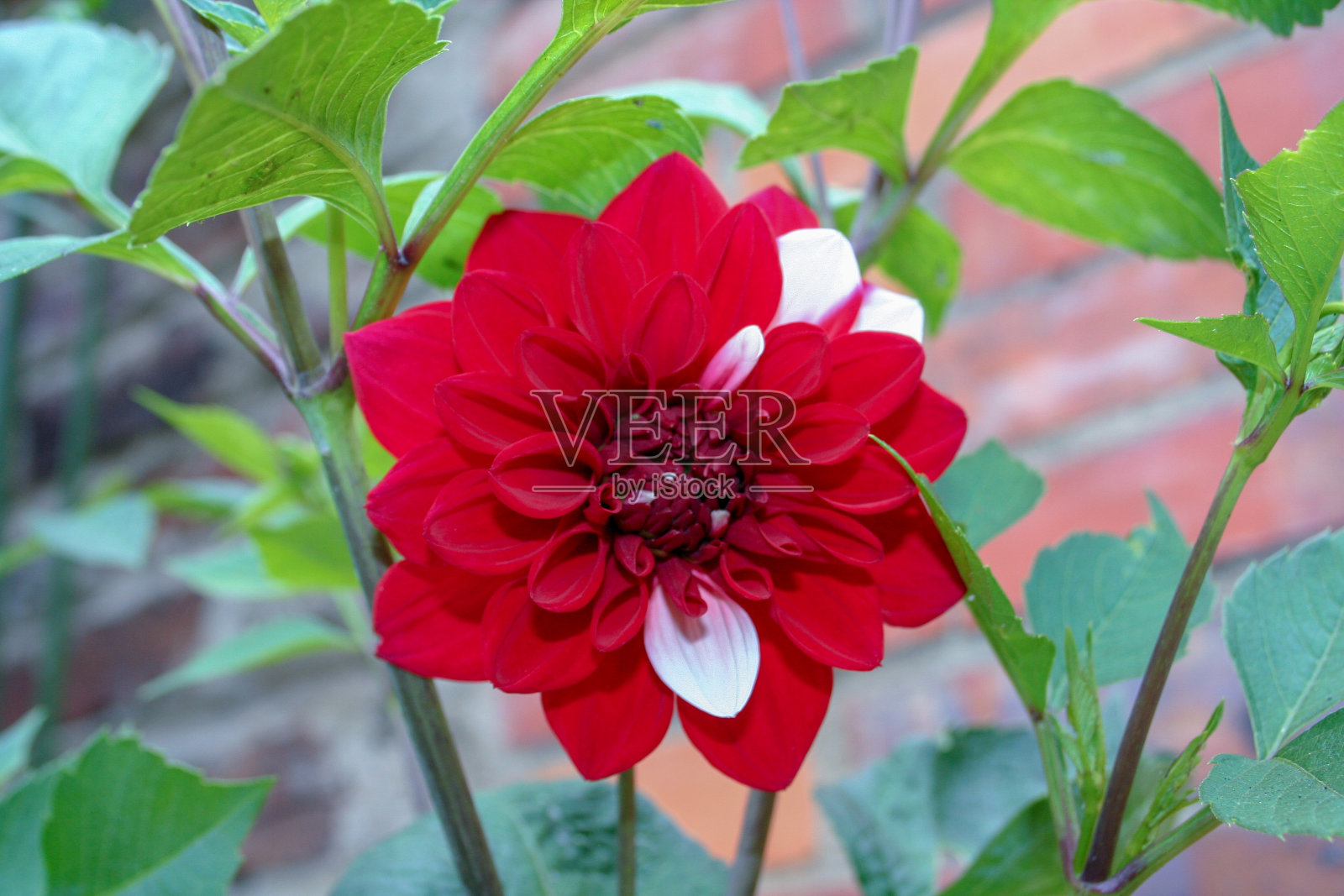 大丽照片摄影图片