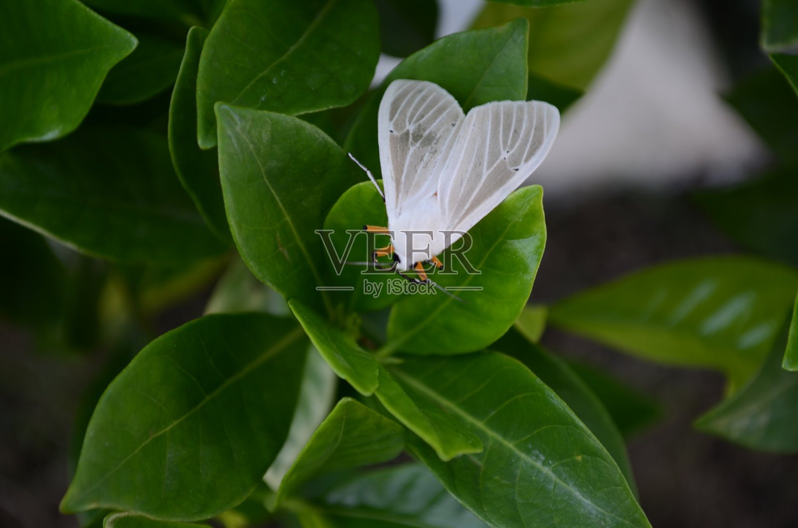 淡色Mythimna pallens，普通壁蛾，是夜蛾科的一种蛾子。本种前翅淡黄，脉序突出。后翼为纯白色，中心为灰色，叶脉为黑色。照片摄影图片