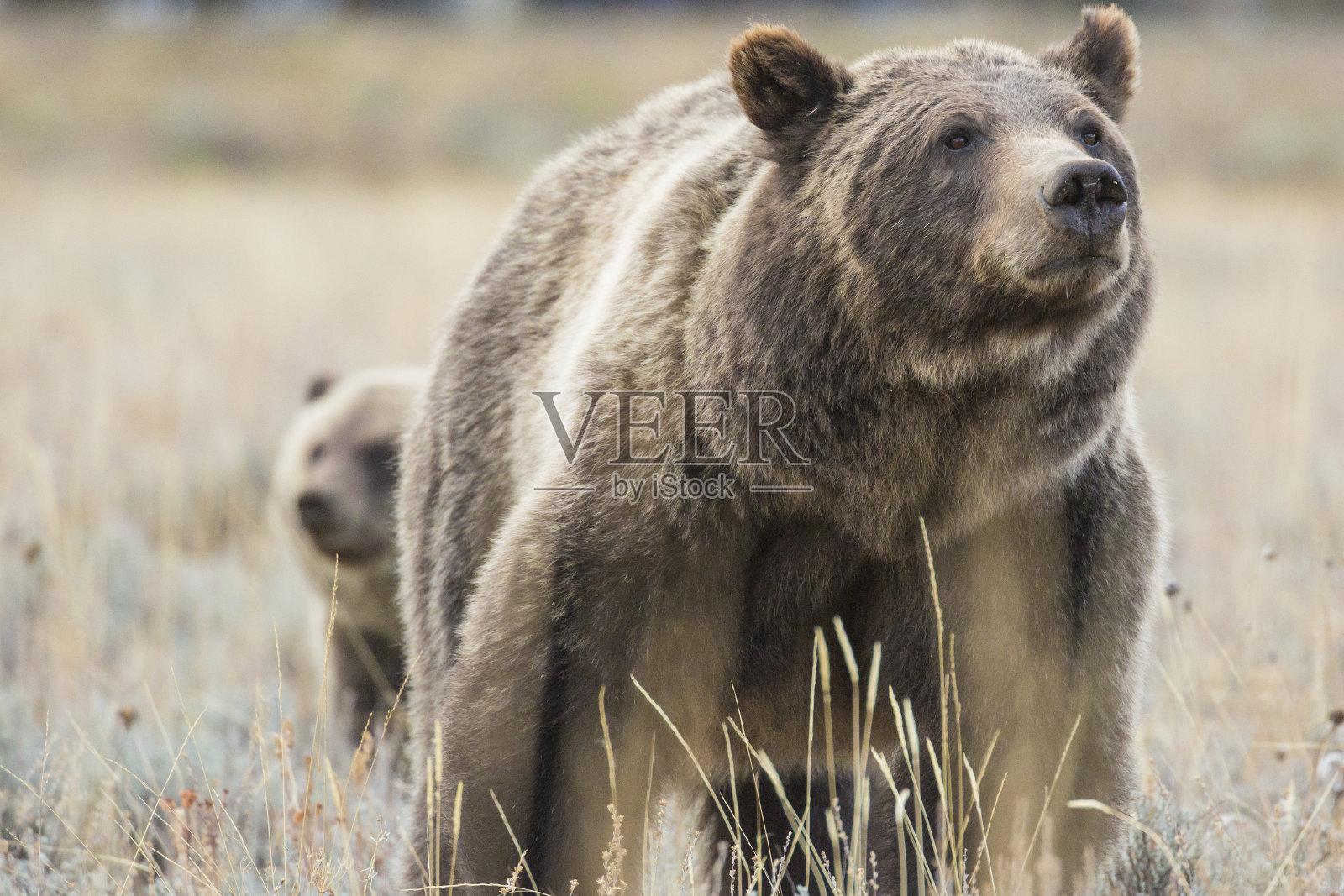 灰熊肖像399照片摄影图片