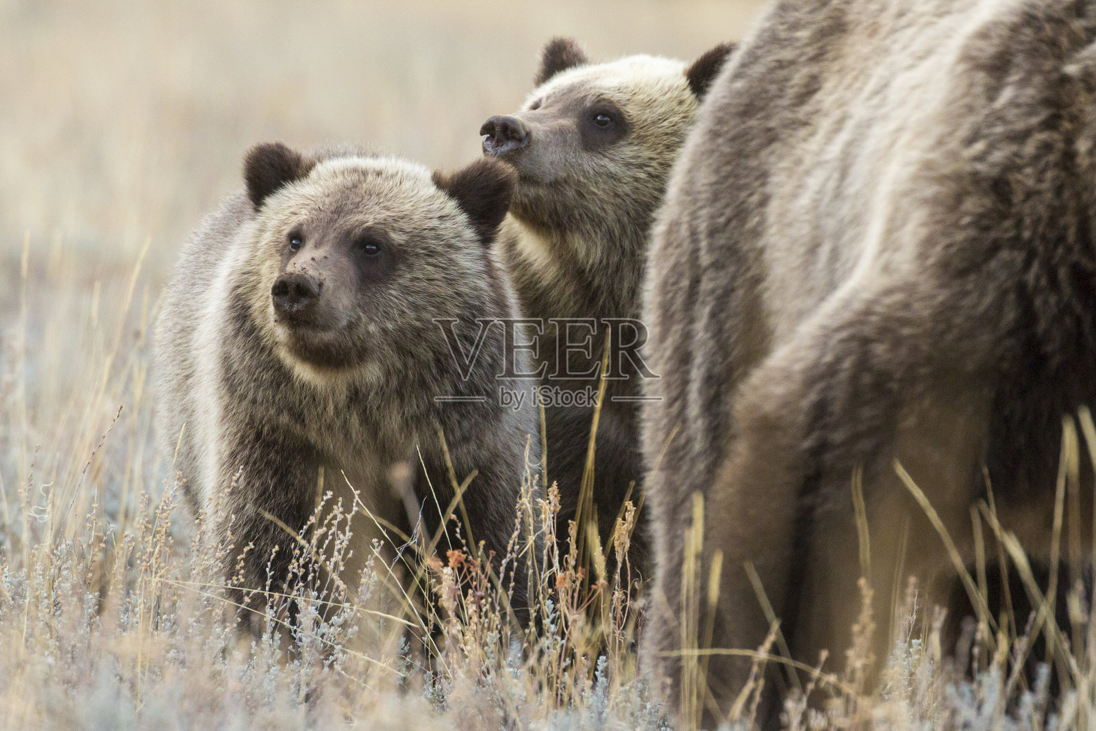 灰熊399的幼崽照片摄影图片