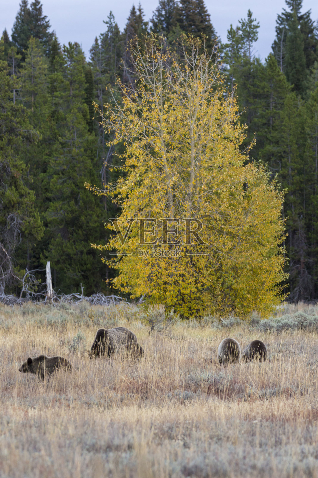 灰熊399和她的幼崽在吃草照片摄影图片