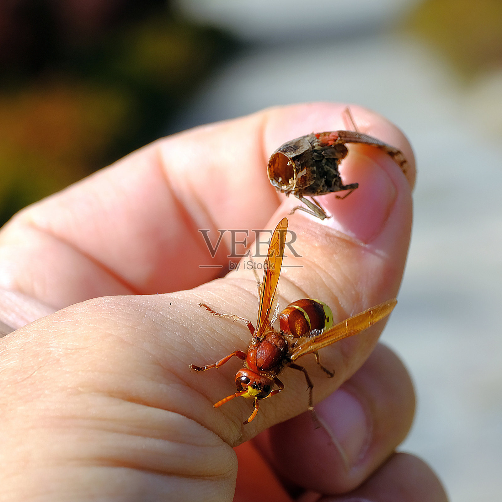 一个男人手上的蜜蜂照片摄影图片