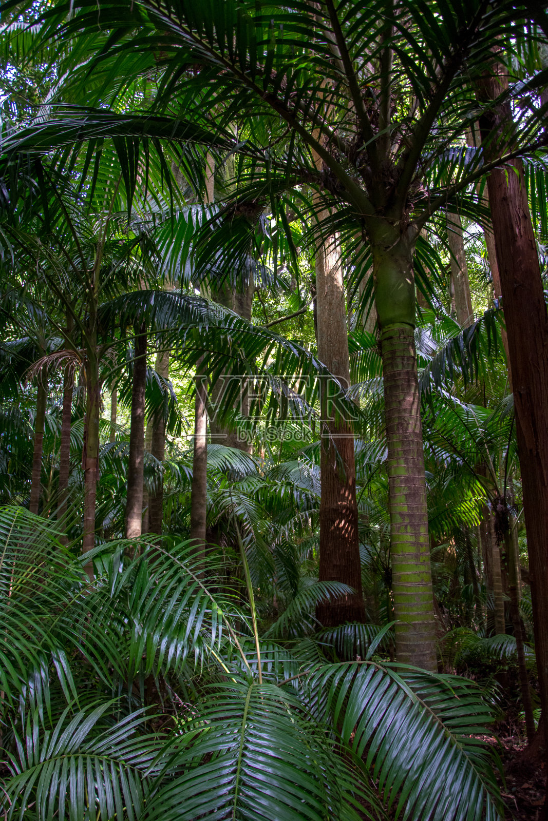 漫步亚速尔群岛。发现圣米格尔岛，亚速尔群岛。Furnas照片摄影图片