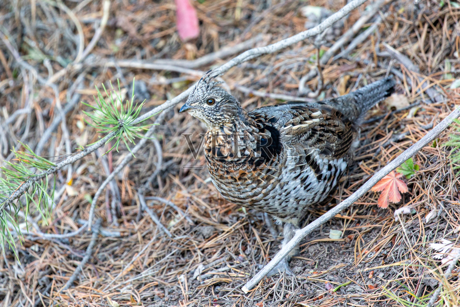 森林里的松鸡照片摄影图片