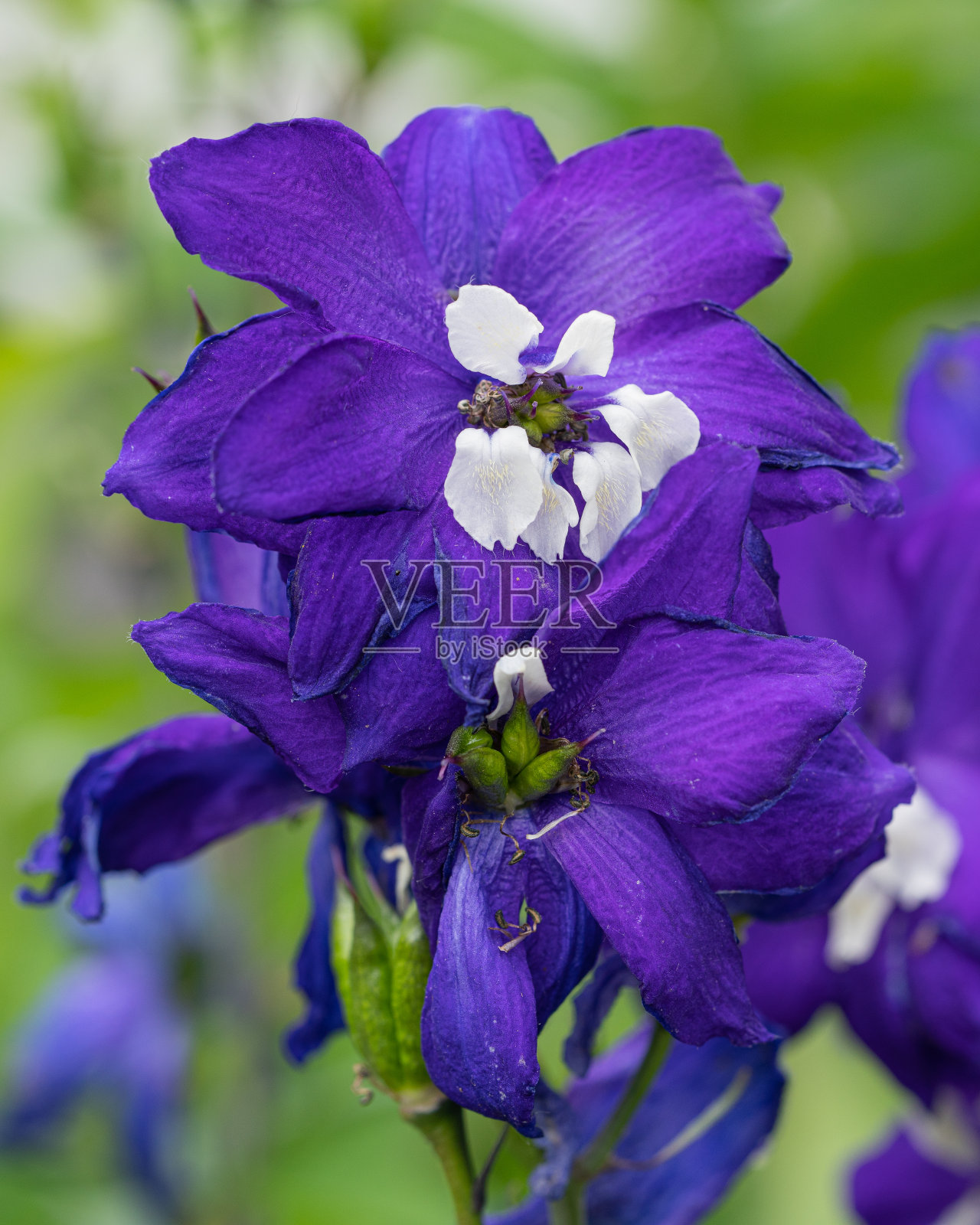 飞燕草(飞燕草)照片摄影图片