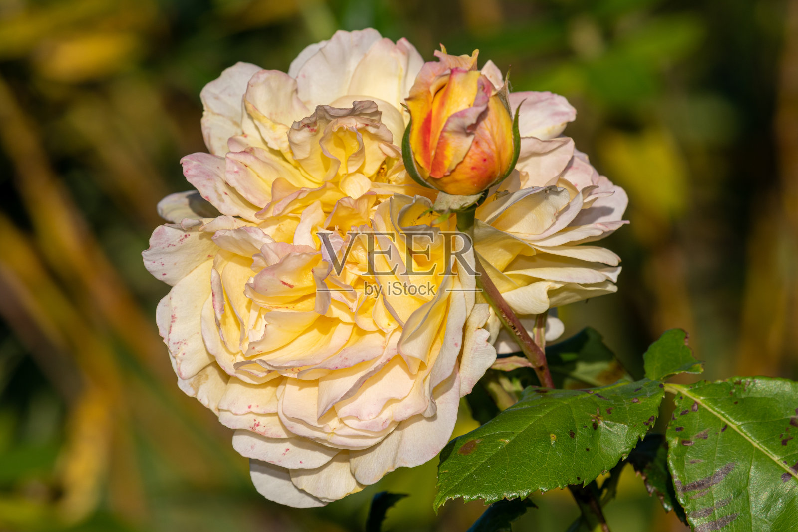 玫瑰照片摄影图片