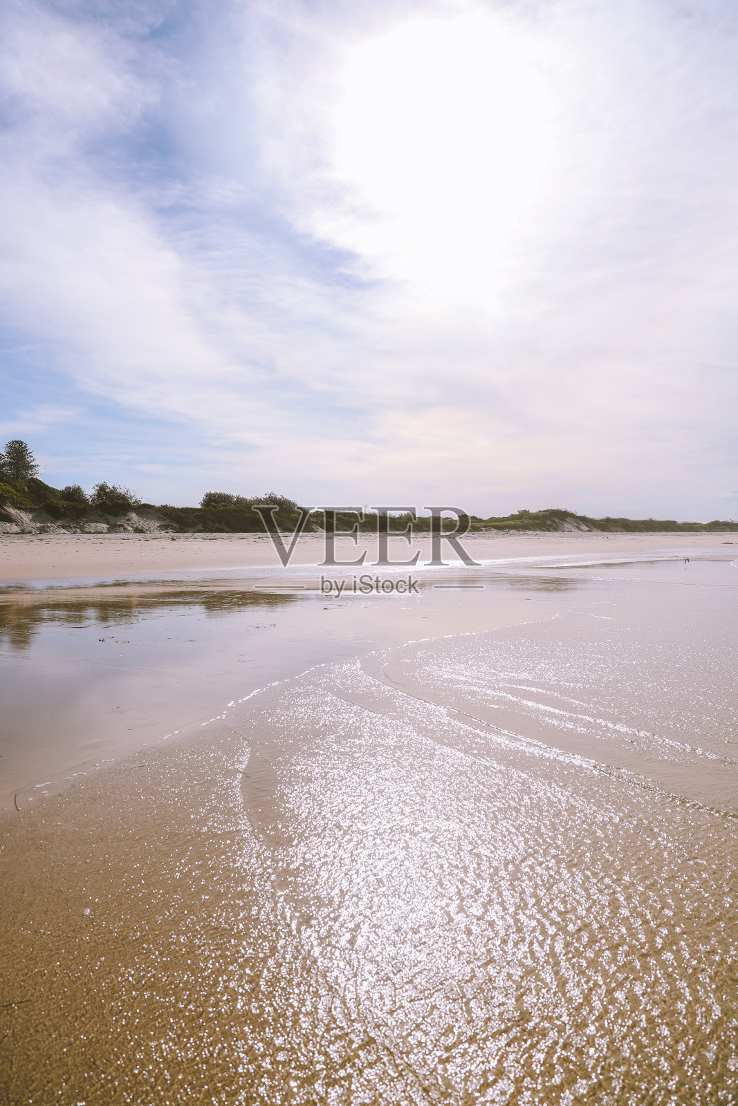 海滩上的鸟照片摄影图片