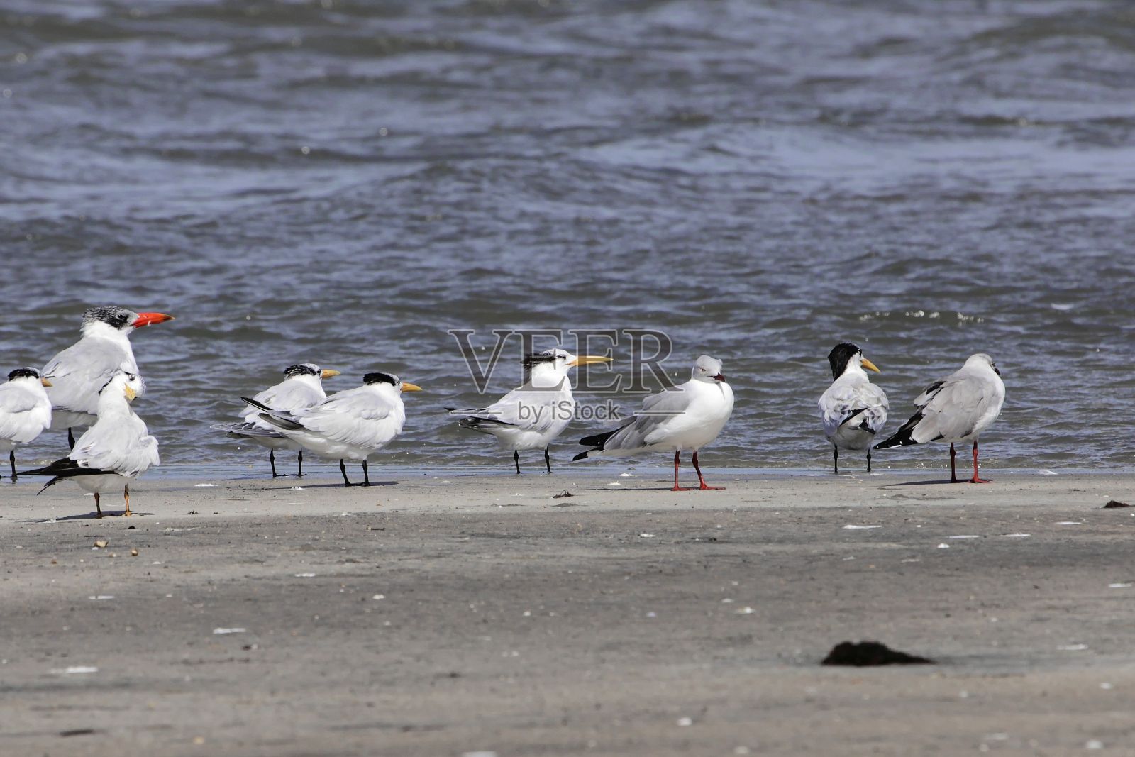 在坦桑尼亚鸟类保护区，一群西非冠状燕鸥，Thalasseus albididorsalis照片摄影图片